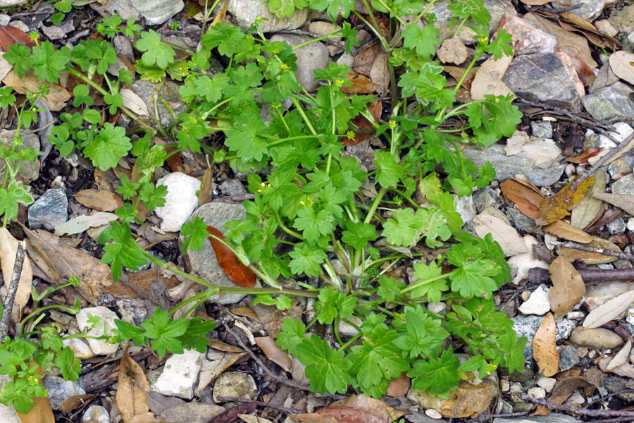 Ranunculus parviflorus